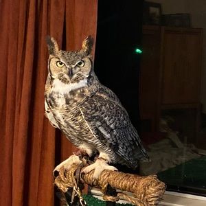 Meet your Posher, Paula